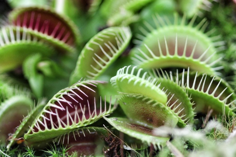 Венерина мухоловка