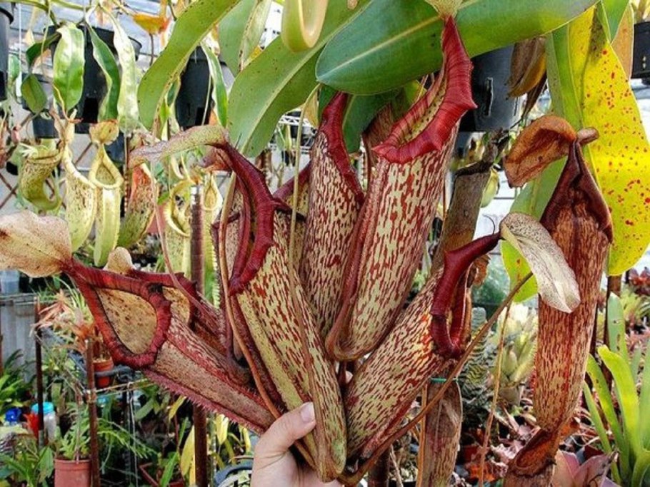 Хищный непентес