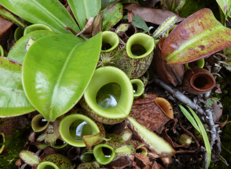 Росянка растение хищник