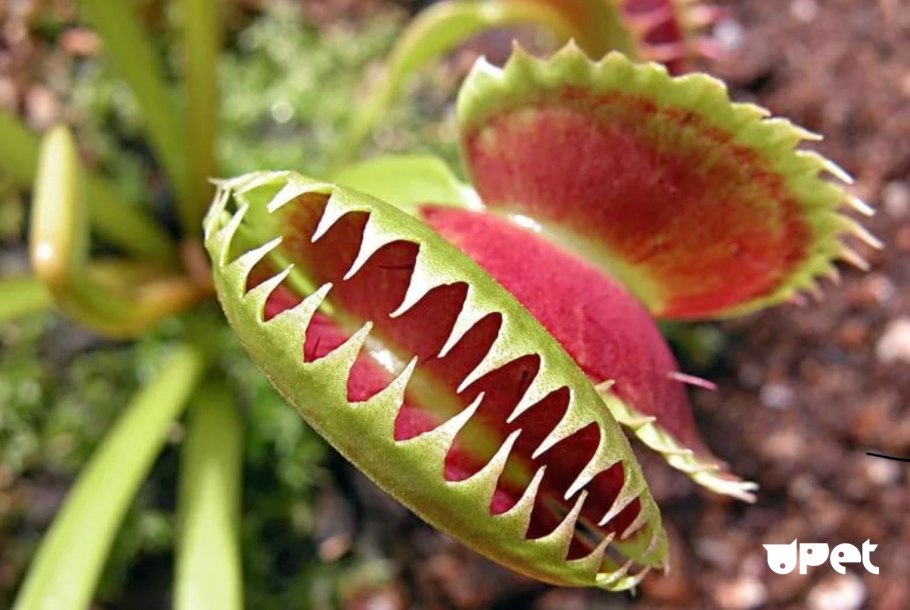 Тропический непентес