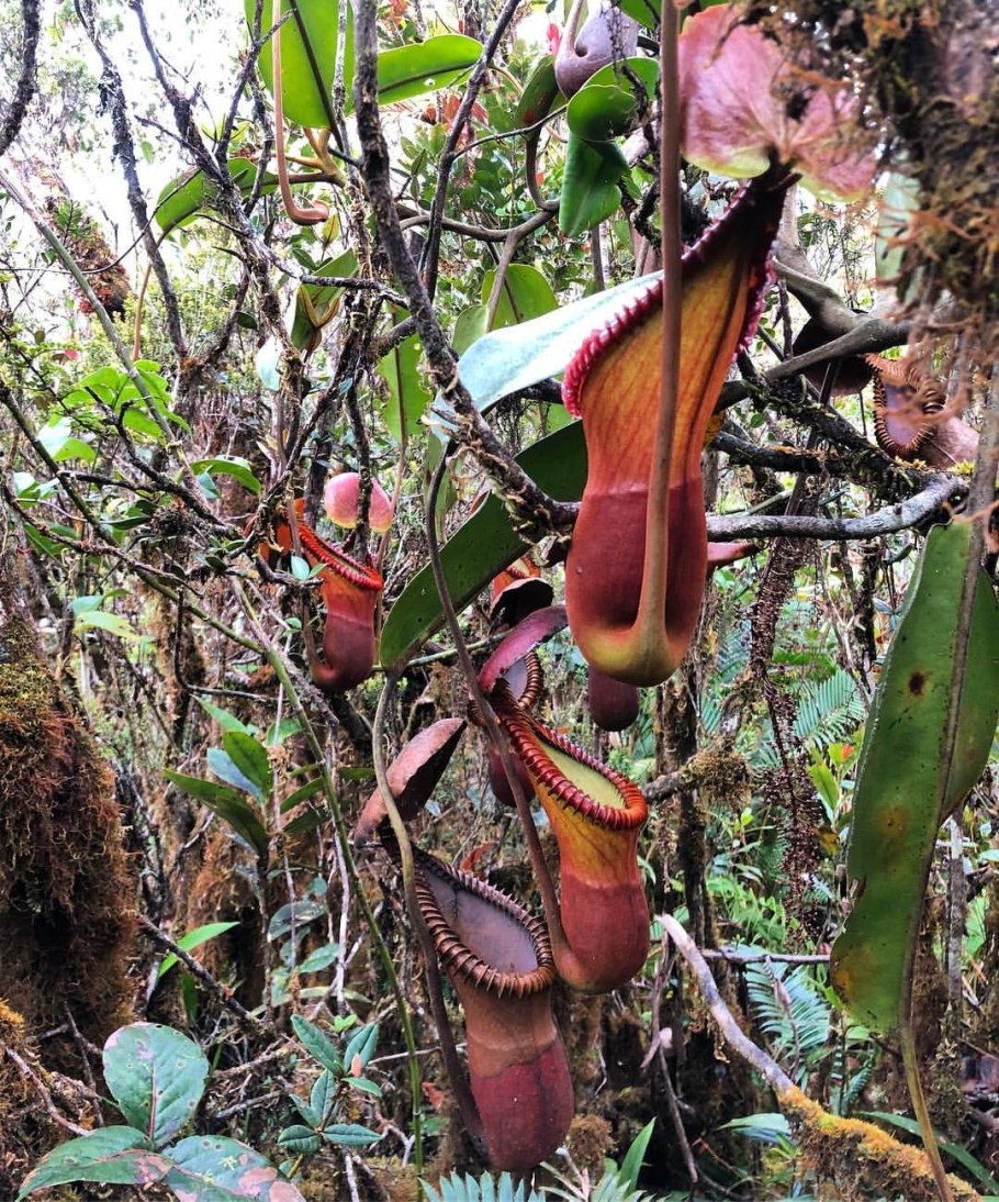 Росянка ладанникоцветная