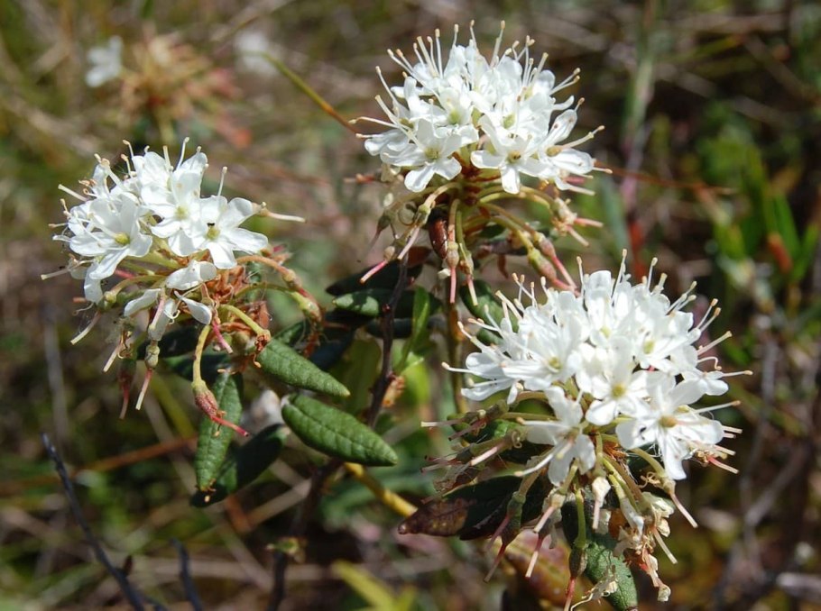 Рододендрон Даурский