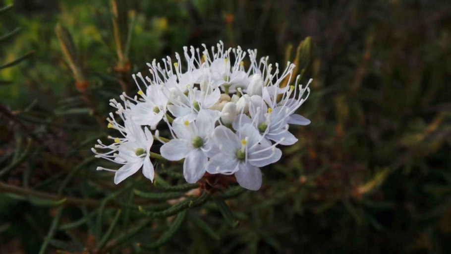 Рододендрон mucronulatum