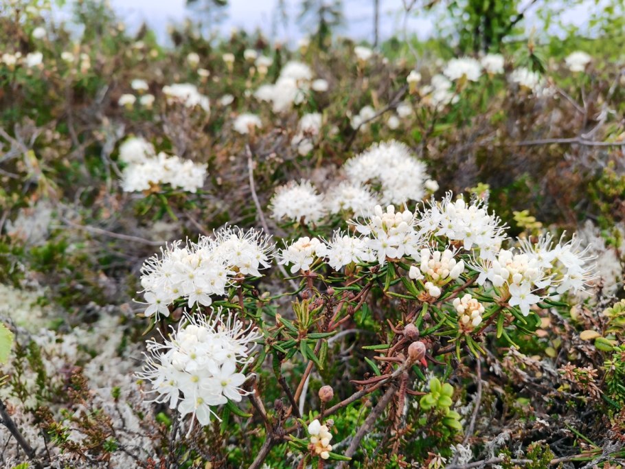 Рододендрон Даурский - Rhododendron dauricum