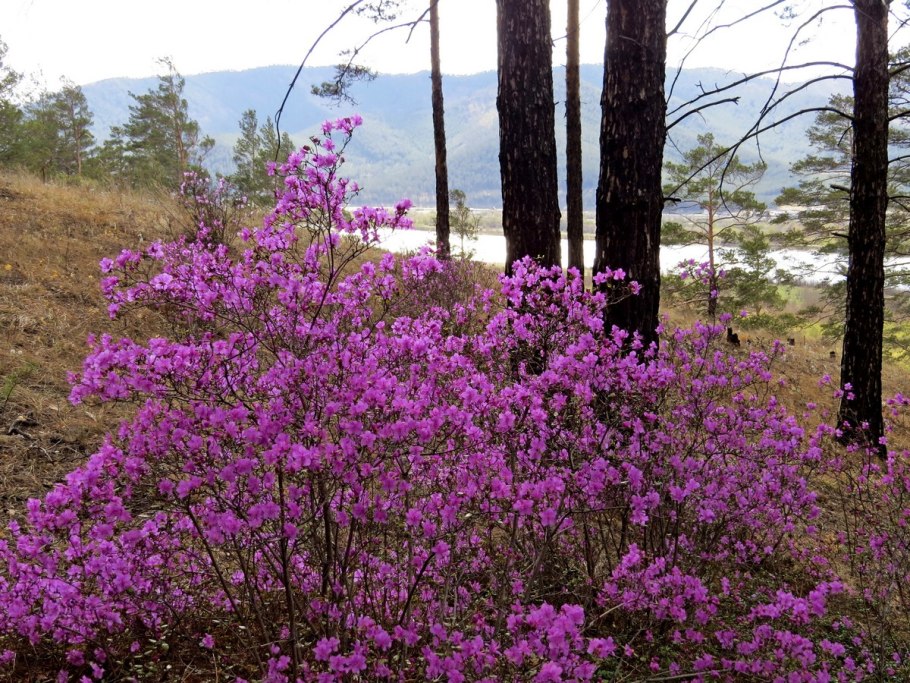 Рододендрон маньчжурский