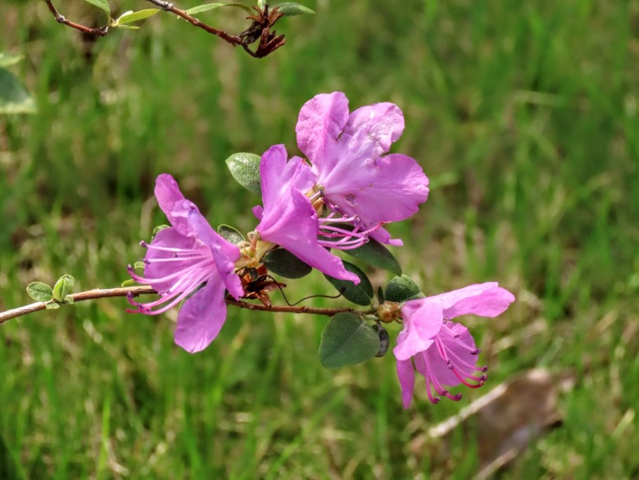 Душистый багульник