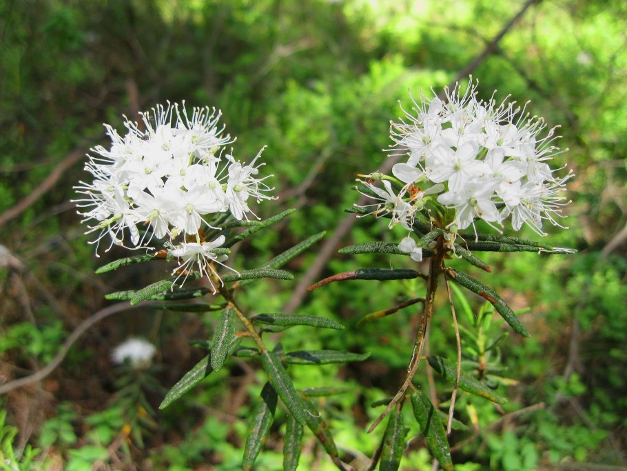 Рододендрон Даурский белый