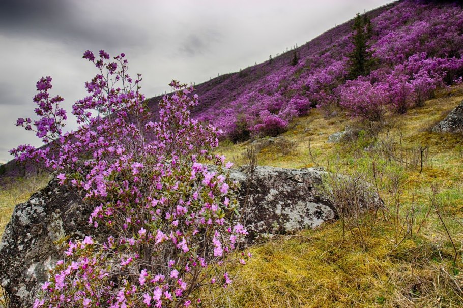 Багульник болотный