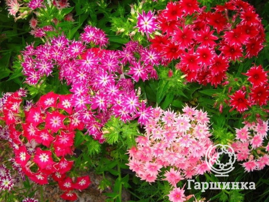 Флокс друммонда звездчатый