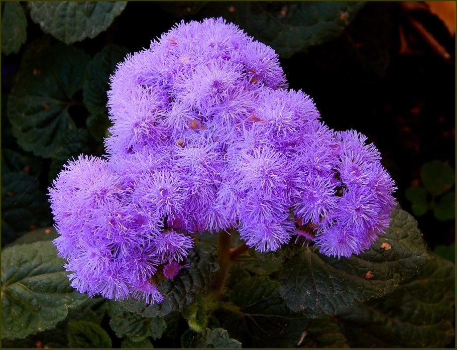 Ипомея батат