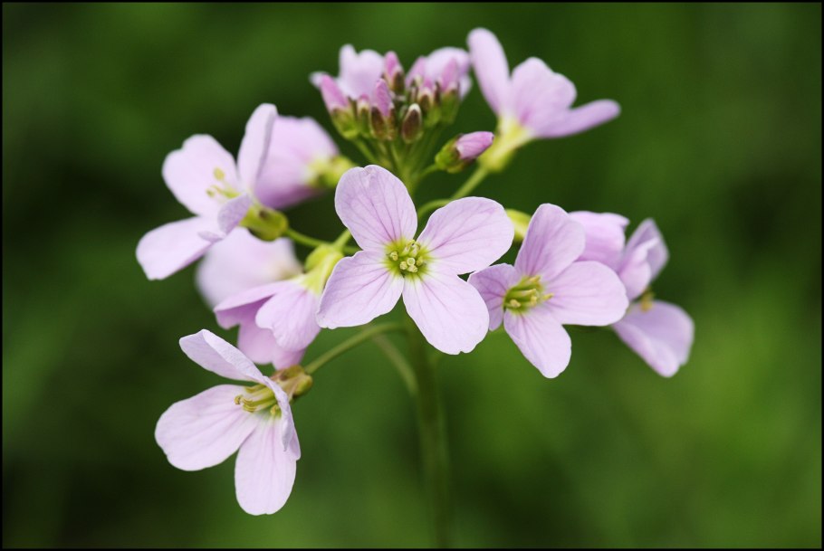 Соцветие рапса