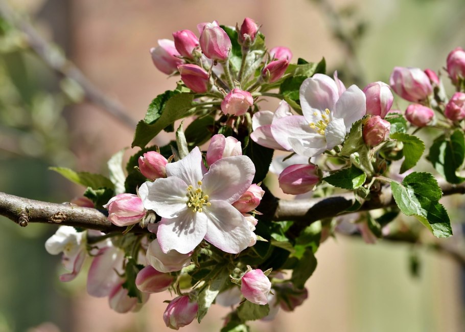Malus 'hyvingiensis'