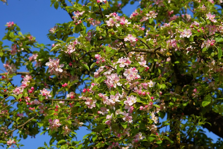 Яблоня Malus климат