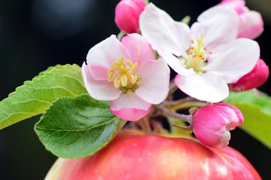 Apple Blossom (Эппл блоссом)