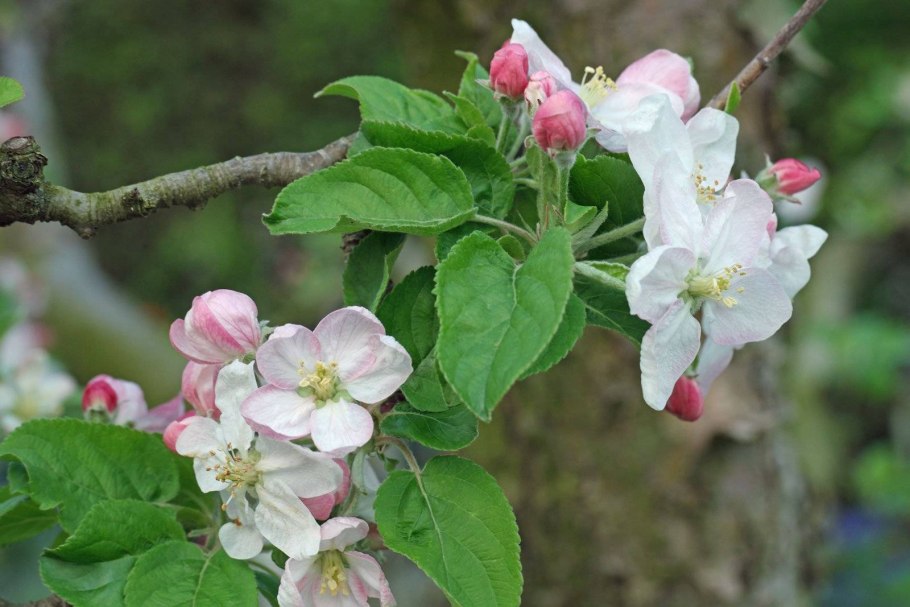 Яблоня Malus domestica