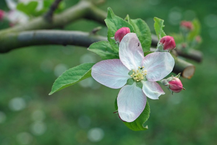 Дикая Malus domestica дерево