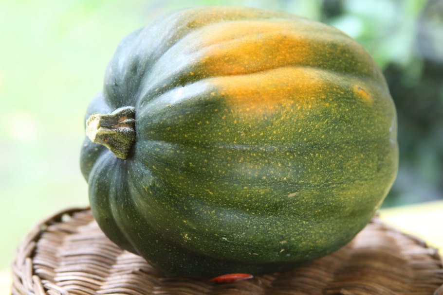 Тыква сорт Акорн