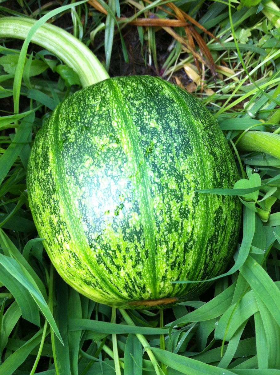 Тыква крупноплодная Грин Агри