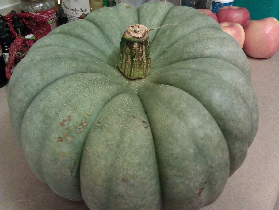 Тыква зеленая сорт Хоккори
