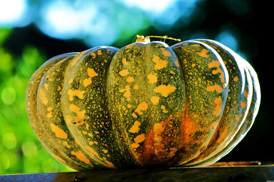 Тыква с зеленой кожурой