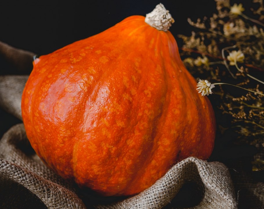 Тыква Когику (Cucurbita moschata).