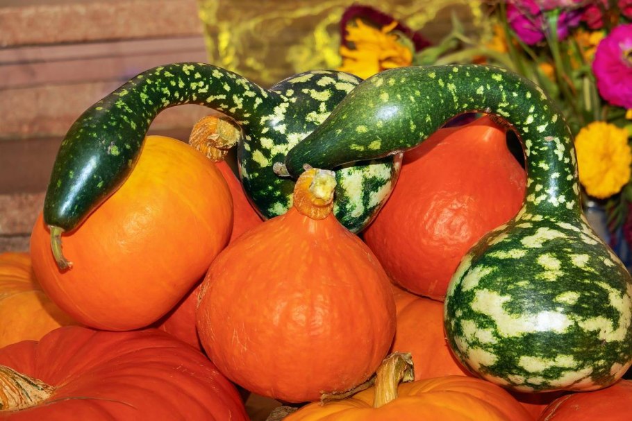 Тыква с зеленой кожурой
