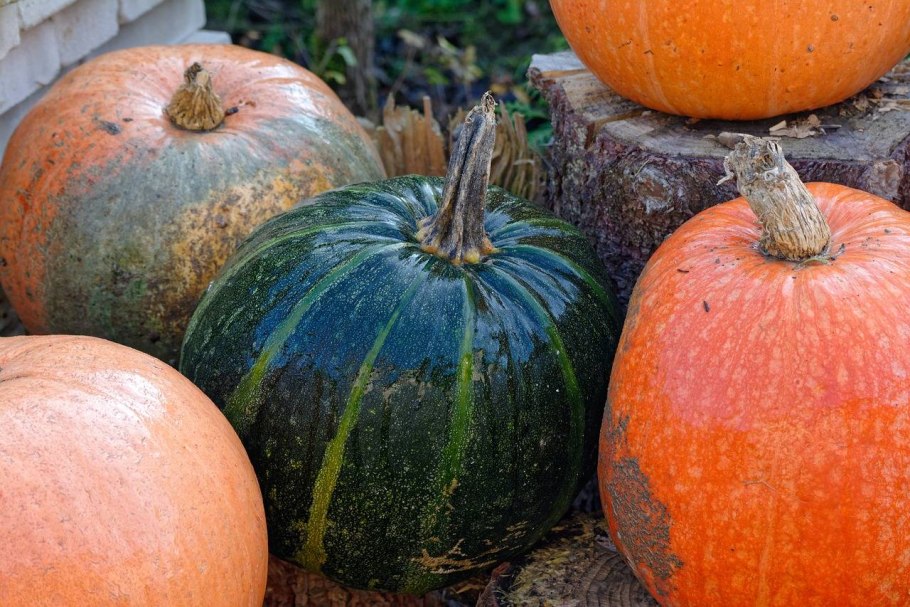 Тыква лёжкая f1