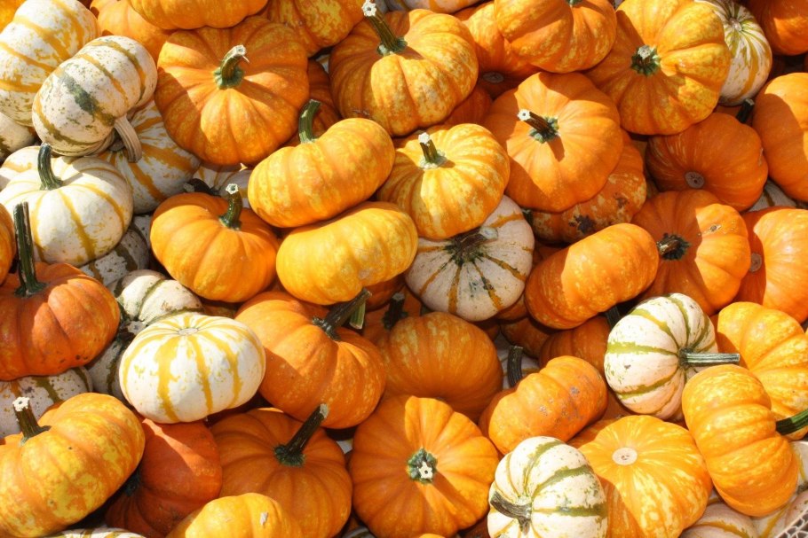 Тыква Blue Jarrahdale