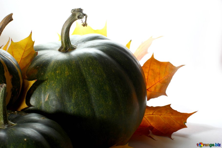 Тыква сорт Акорн