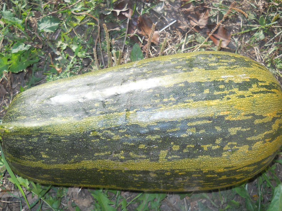 Тыква зеленая длинная