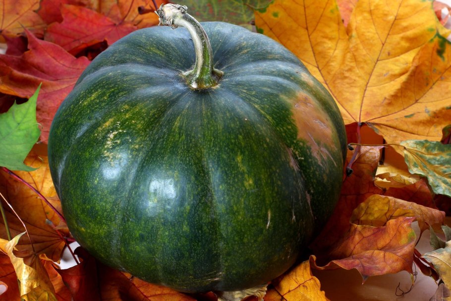 Тыква мускатная темно зелёные