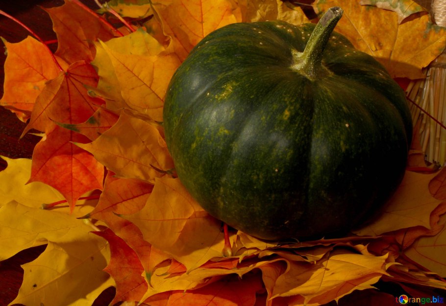 Тыква зеленая сорта