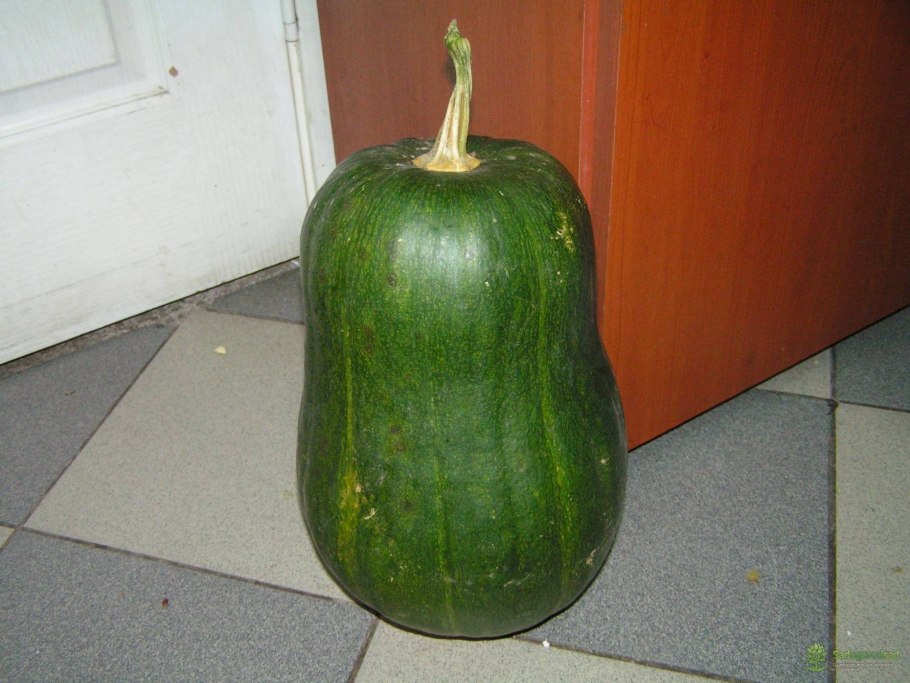 Мускатная мраморная тыква