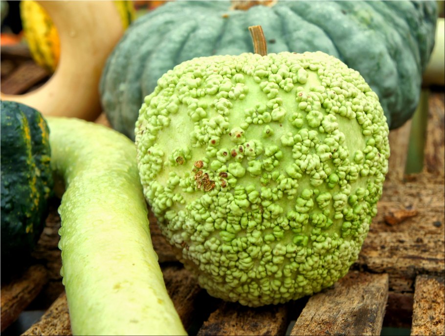 Тыква с зеленой кожурой