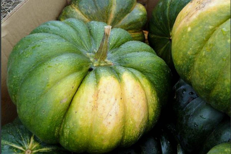 Тыква мускатная витаминная зеленая