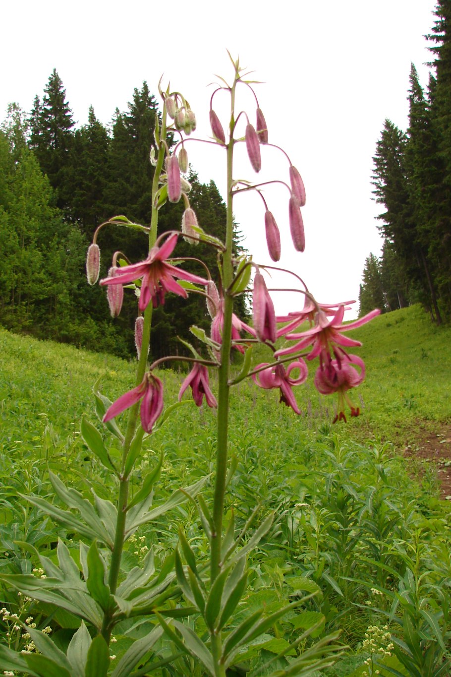 Лилия Лесная кудреватая