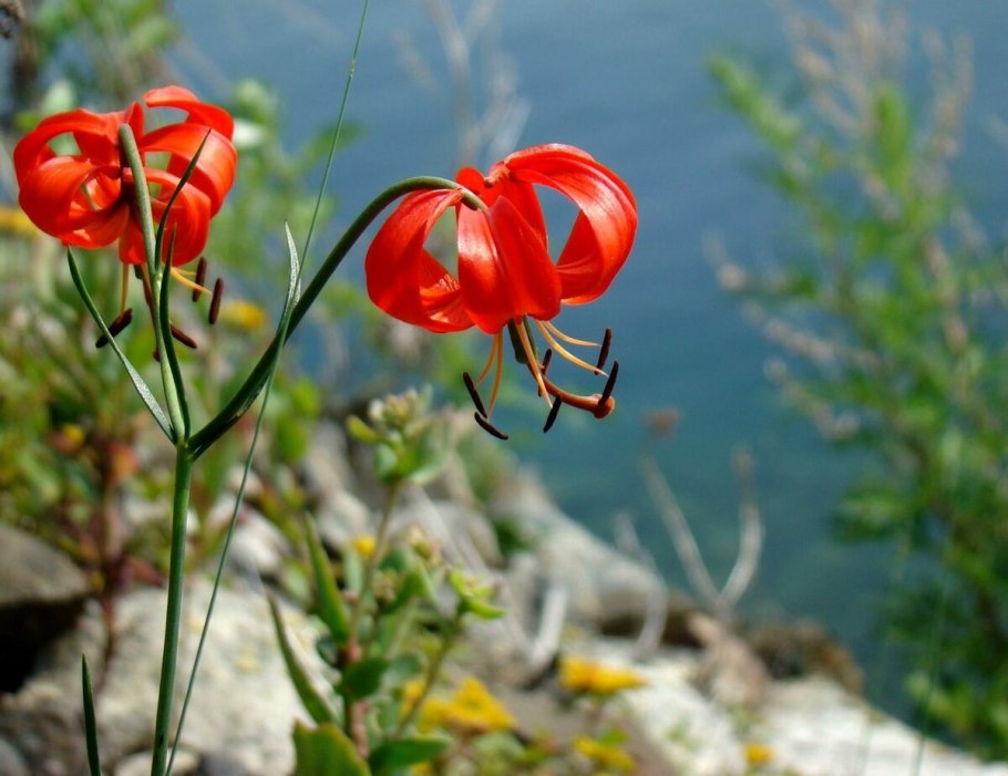 Саранка махровая