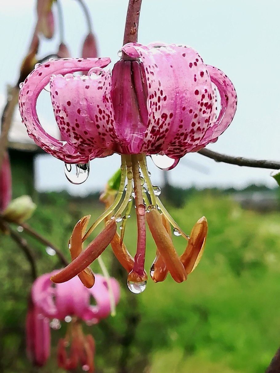 Тигровая Лилия саранка