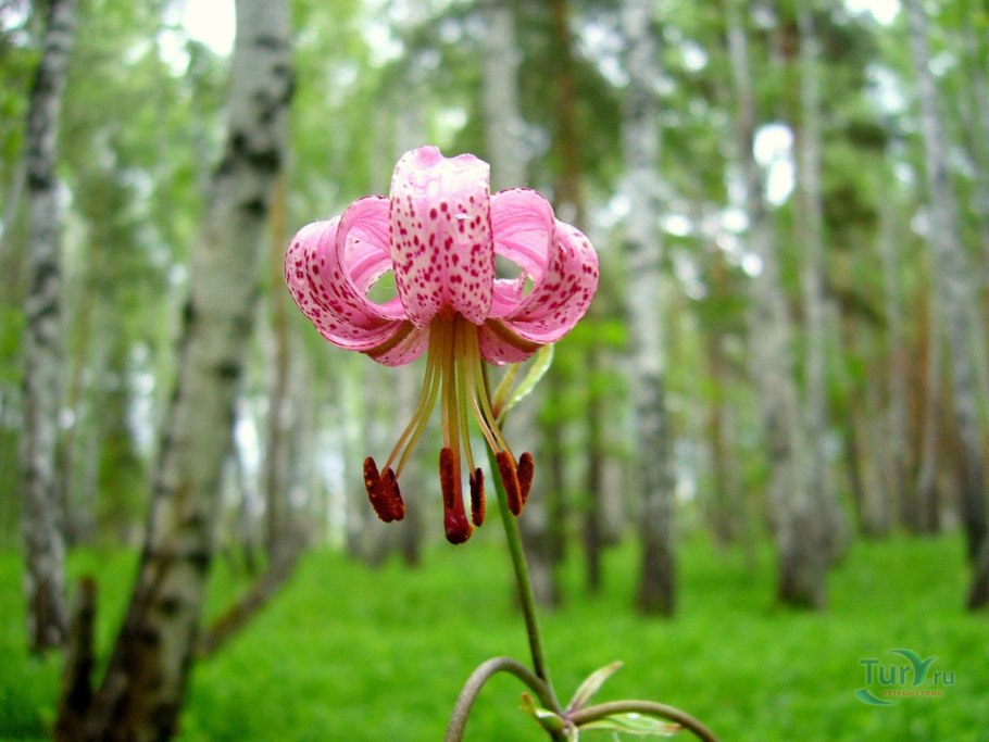 Лилия кудреватая саранка
