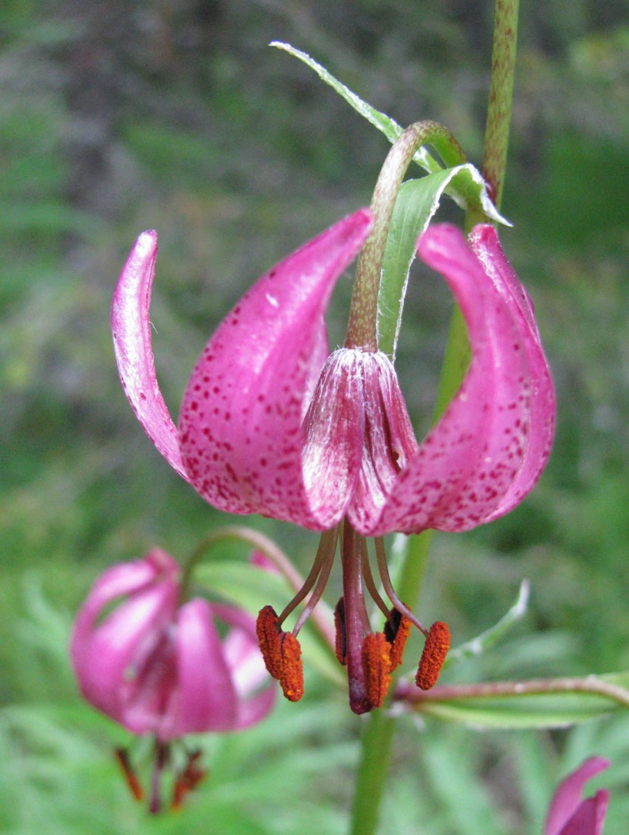 Саранка Лесная луковица съедобная