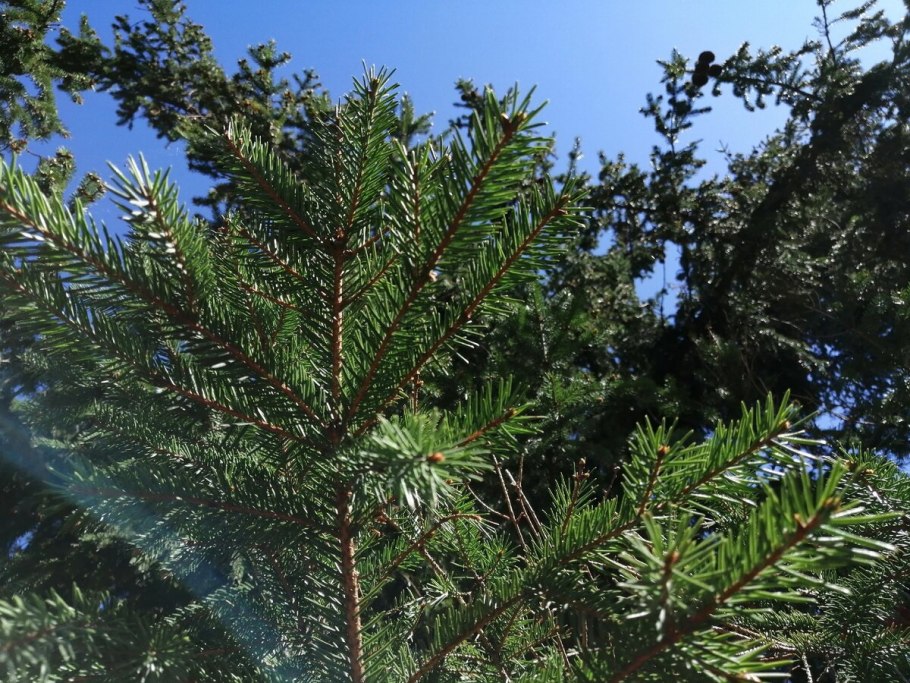 Abies sibirica 'Oleg