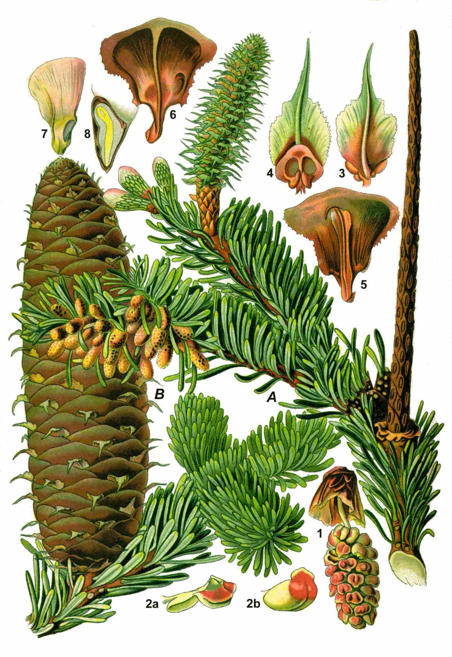 Пихта Фразера / Аbies fraseri