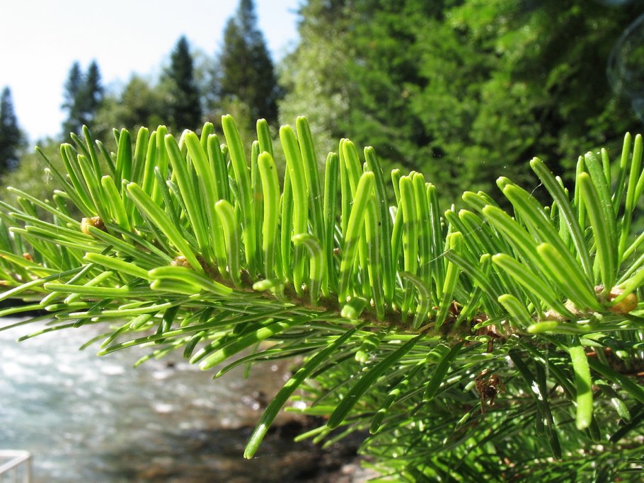 Пихта цельнолистная (Abies holophylla)