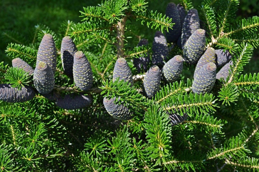Abies Koreana