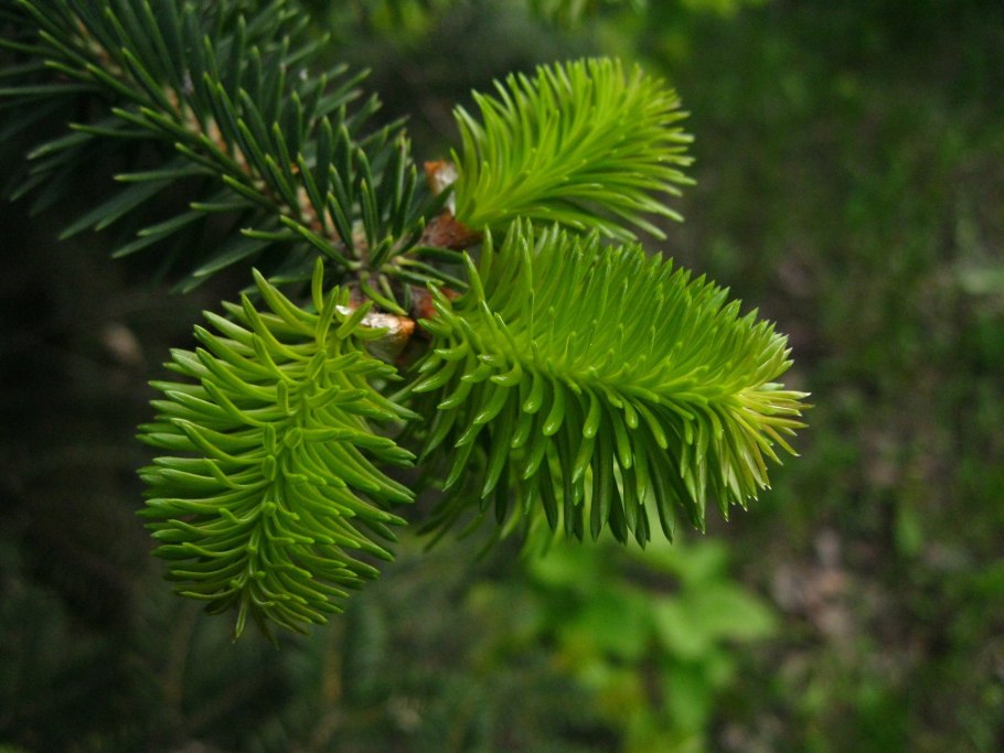 Пихта Сибирская семена и шишки