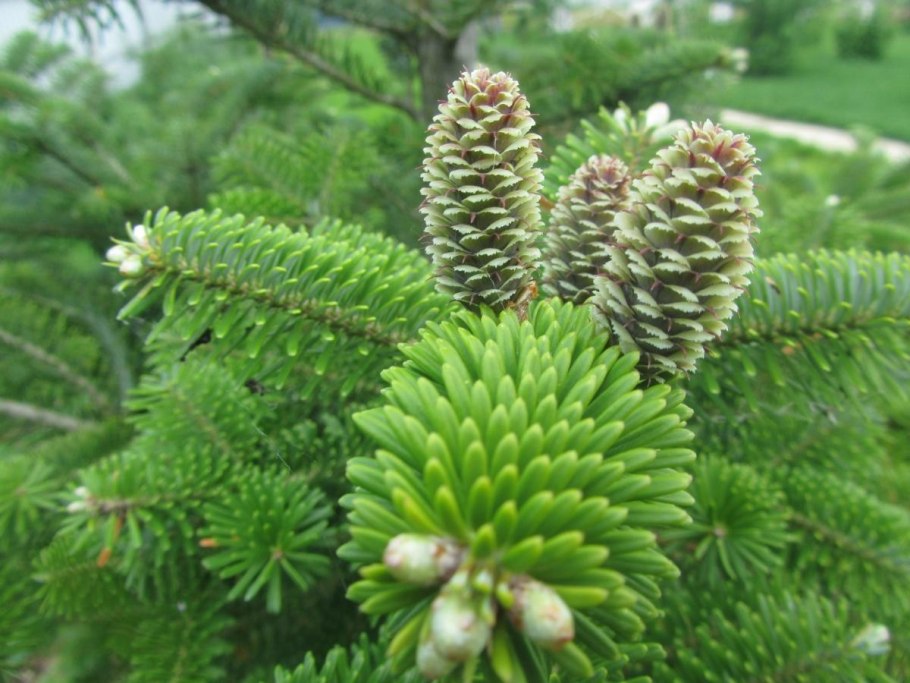 Abies sibirica шишки