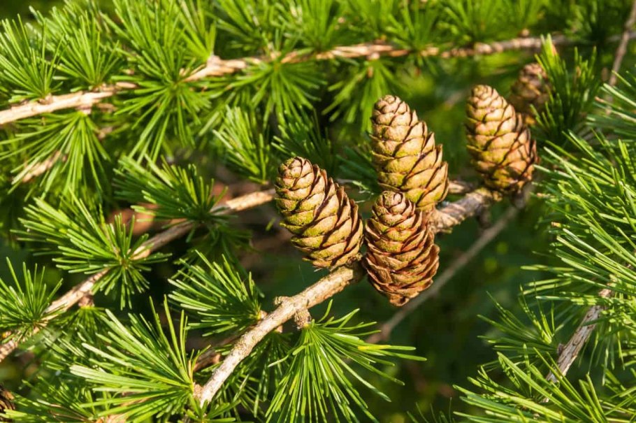 Abies nordmanniana шишки