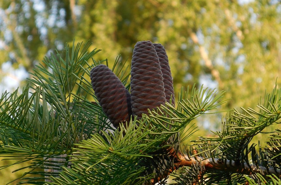 Пихта Сибирская (a. sibirica).