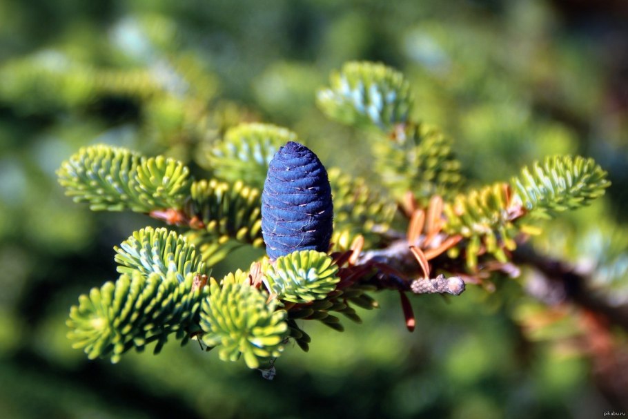 Ель Шренка шишки