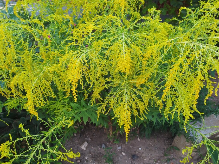 Солидаго канадский (золотарник) Жар-птица